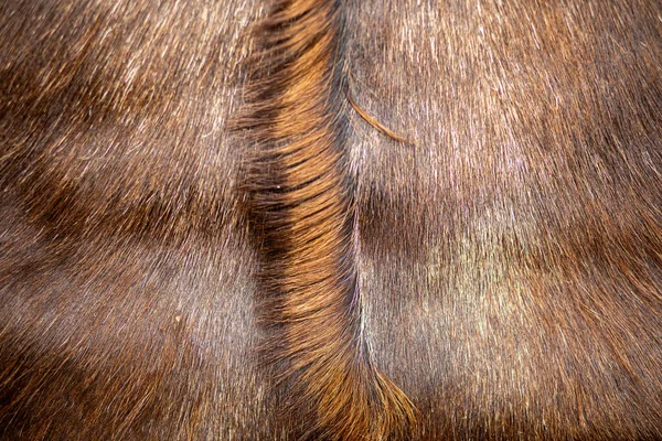 ヤギの毛の構造茶色のヤギの毛の近く 高品質の写真 — ストック写真