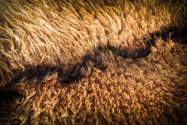Γούνα Κατσίκας Κοντινό Πλάνο Καστανές Τρίχες Κατσίκας Υψηλής Ποιότητας Φωτογραφία — Φωτογραφία Αρχείου