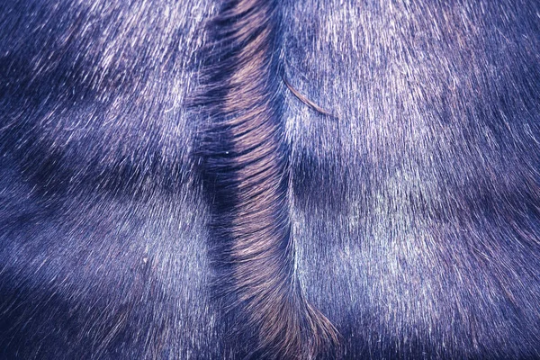 Структура Козячого Хутра Закриття Коричневого Козячого Волосся Високоякісна Фотографія — стокове фото