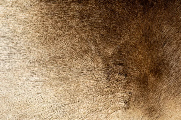 Fundo Pele Rena Texture Animal Skin High Qualidade Foto — Fotografia de Stock