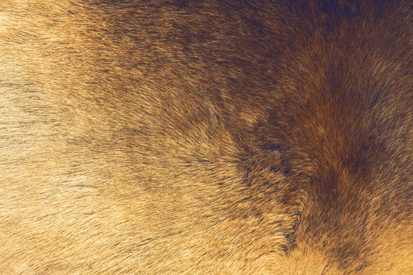 トナカイの毛皮の背景の質感動物の肌高品質の写真 — ストック写真