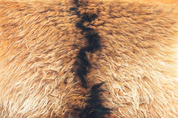 Struktura Kozí Kožešiny Detailní Záběr Hnědých Kozích Chlupů Kvalitní Fotografie — Stock fotografie