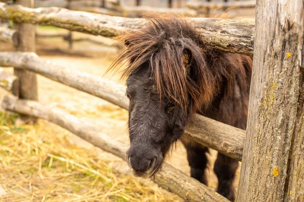 Pony Recinto Granja Animales Foto Alta Calidad —  Fotos de Stock