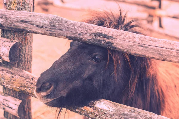 Pony Omheining Dierenboerderij Hoge Kwaliteit Foto — Stockfoto