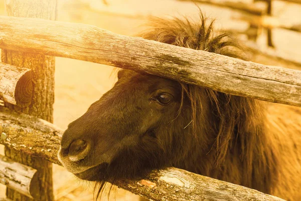 Pony Recinto Granja Animales Foto Alta Calidad —  Fotos de Stock