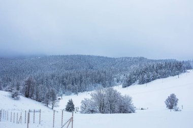 Winter landscape with snow covered hills and forest. High quality photo