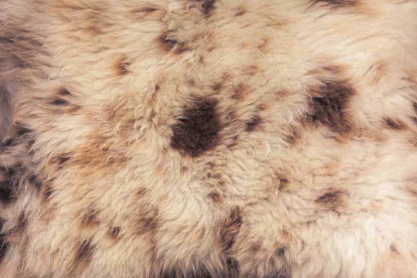 Sheep skin structure.Close up of sheep fur. High quality photo