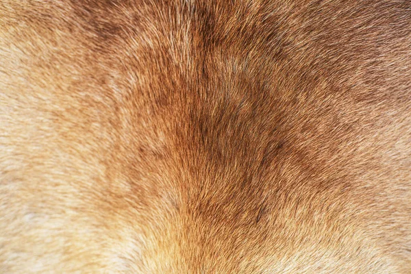 Fond Fourrure Renne Texture Animal Skin High Photo Qualité — Photo