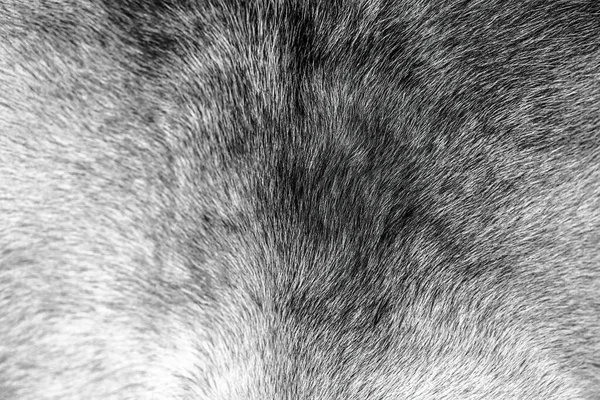 Reindeer Fur Background Texture Animal Skin High Quality Photo — Stock Photo, Image