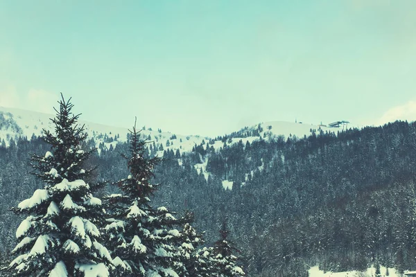 Snow mountain peaks and trees.Winter season. High quality photo