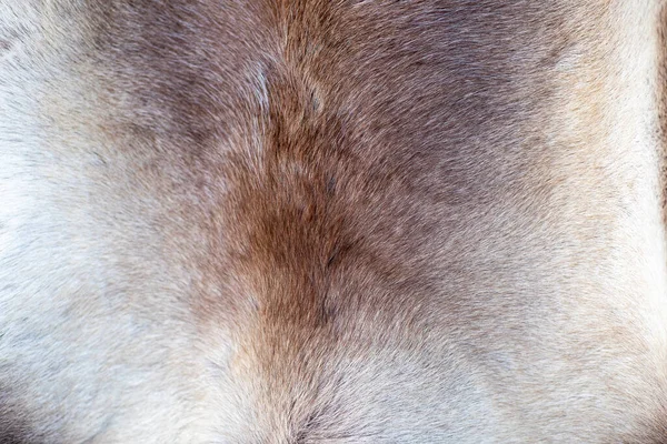 トナカイの毛皮の背景の質感動物の肌高品質の写真 — ストック写真