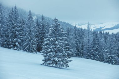 Dondurucu kış sırasında Dağ Tepesi. Yüksek kalite fotoğraf