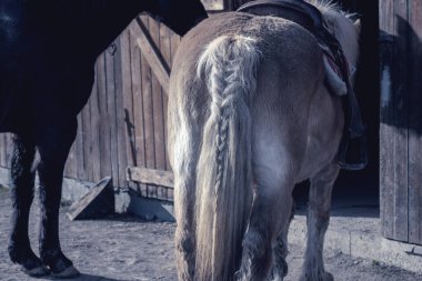 Horse butt.Animals on a farm. High quality photo