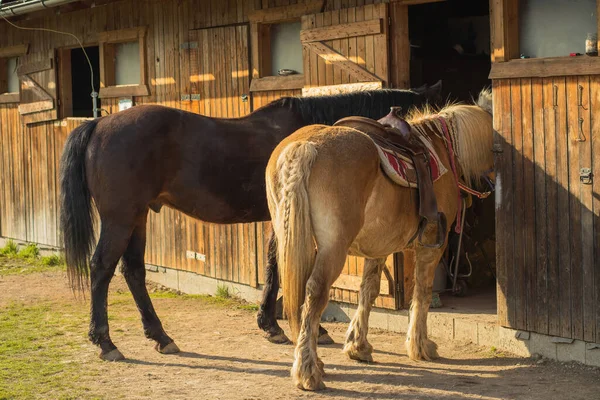 Horse Butt Animals Farm High Quality Photo — Fotografie, imagine de stoc