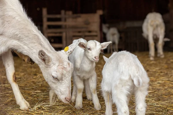 Baby goats with their mother on animal farm. High quality photo