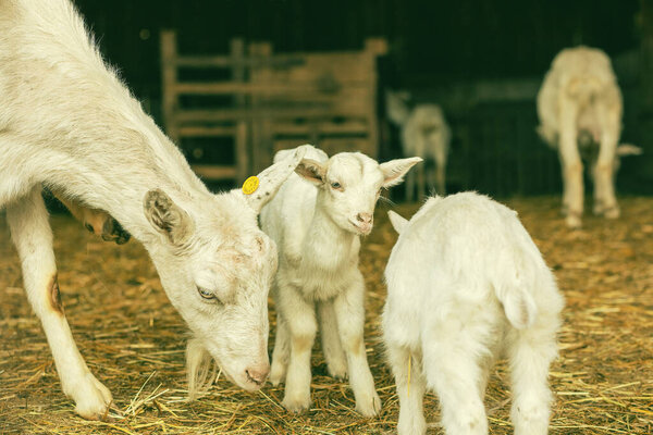 Baby goats with their mother on animal farm. High quality photo