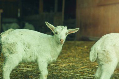 Hayvan çiftliğindeki yavru keçi. Yüksek kalite fotoğraf