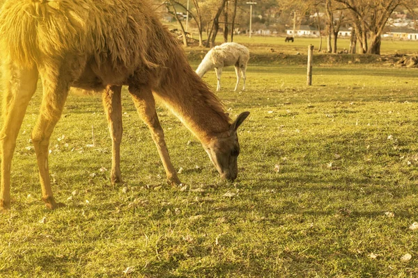 Alpaka Auf Tierischem Gestell Hochwertiges Foto — Stockfoto