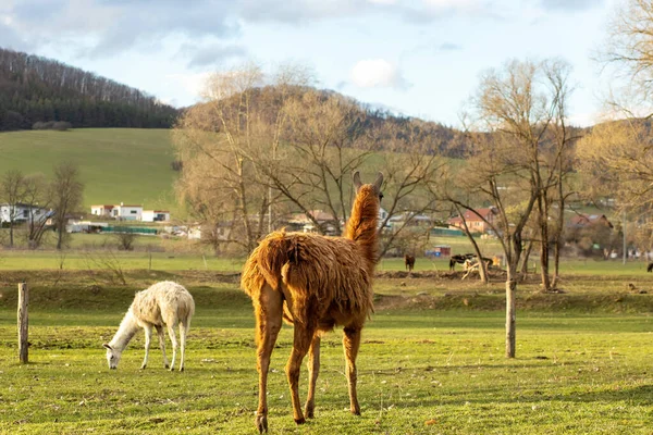 Alpaca Djurram Högkvalitativt Foto — Stockfoto