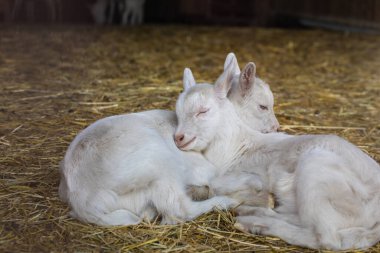 Hayvan çiftliğinde samanlıkta uyuyan yavru keçiler. Yüksek kalite fotoğraf