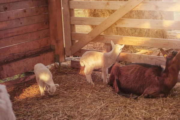 Bébés Chèvres Avec Leur Mère Ferme Animale Photo Haute Qualité — Photo
