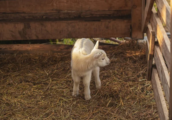 Baby Goat Animal Farm High Quality Photo — Stock Photo, Image