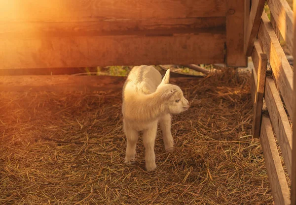 Baby goat on animal farm. High quality photo
