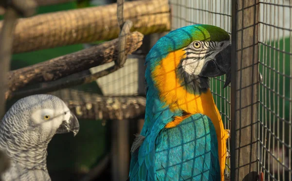 Papagájok Ketrecben Állatfarmon Kiváló Minőségű Fénykép — Stock Fotó