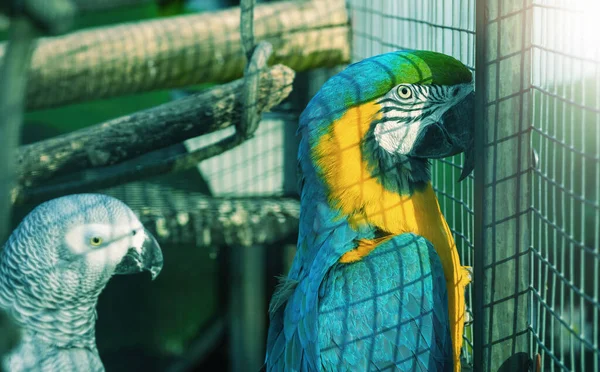 Papagájok Ketrecben Állatfarmon Kiváló Minőségű Fénykép — Stock Fotó