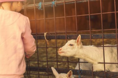 Hayvan çiftliğindeki çocuklar tarafından beslenen bebek keçiler. Yüksek kalite fotoğraf