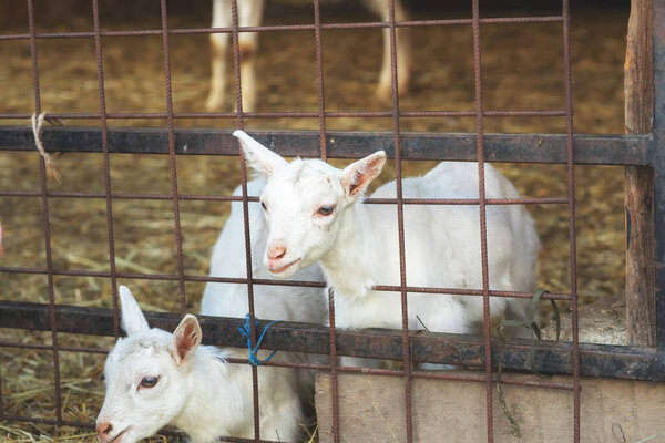 Baby goats in enclosure on animal farm. High quality photo