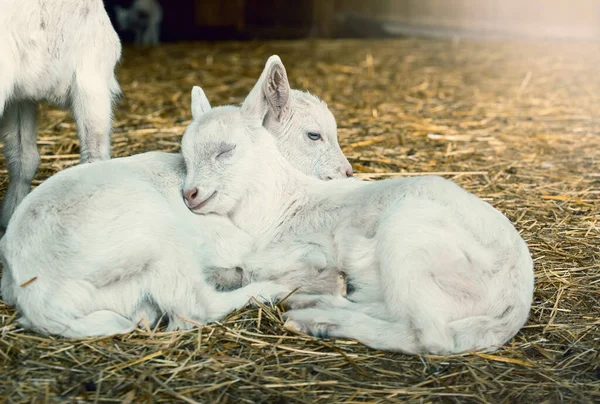 stock image Baby goats sleeping on a hay on animal farm. High quality photo