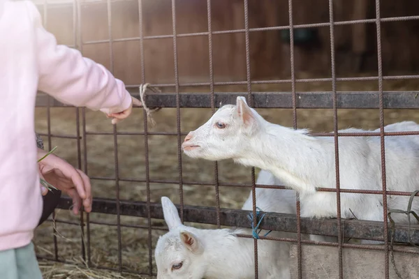 Baby goats fed by children on animal farm. High quality photo