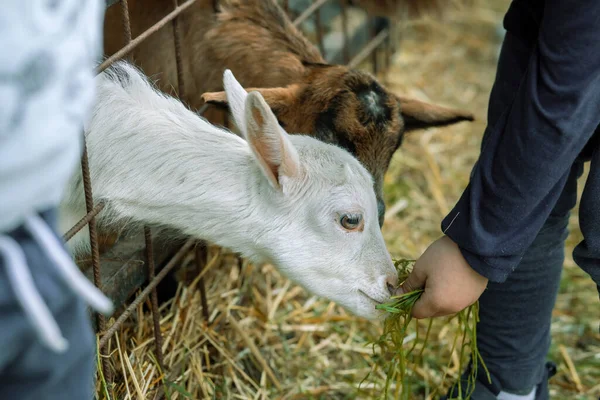 Baby goats fed by children on animal farm. High quality photo