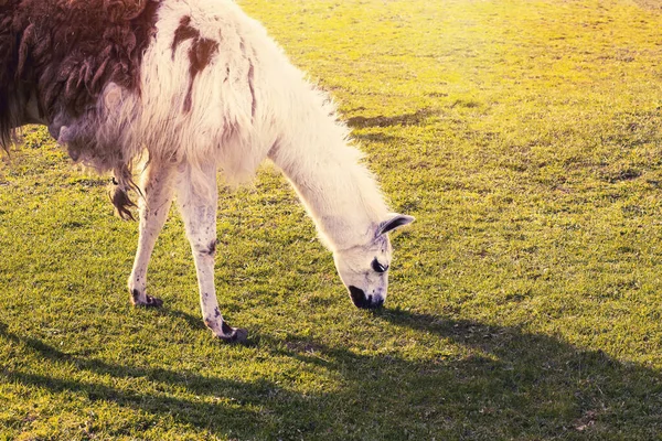 Hayvan çiftliğindeki Alpaca. Yüksek kalite fotoğraf