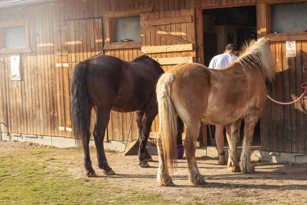 stock image Horses standing by the stall on animal farm. High quality photo