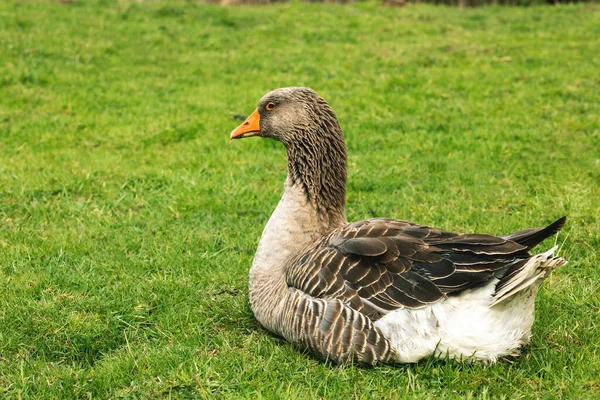 stock image Brown goose resting on green field. High quality photo