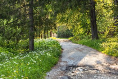 Bahar mevsiminde yeşil ormanda yol. Yüksek kalite fotoğraf