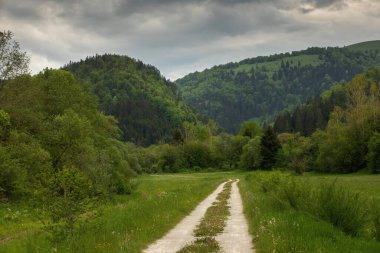 Güzel doğal toprak sapında bir yol. Yüksek kalite fotoğraf