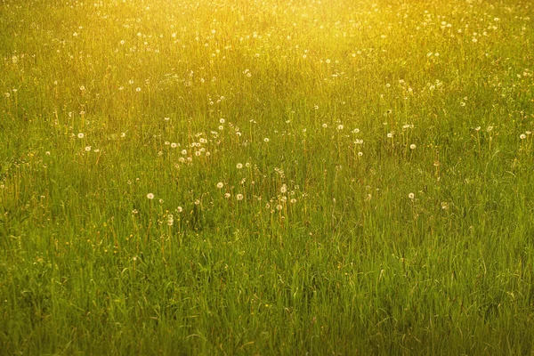 草原のタンポポのボール春の季節 高品質の写真 — ストック写真