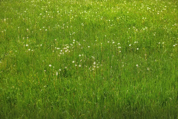 草原のタンポポのボール春の季節 高品質の写真 — ストック写真