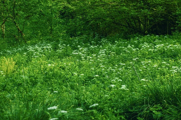 春の間の牧草地や緑の森 高品質の写真 — ストック写真