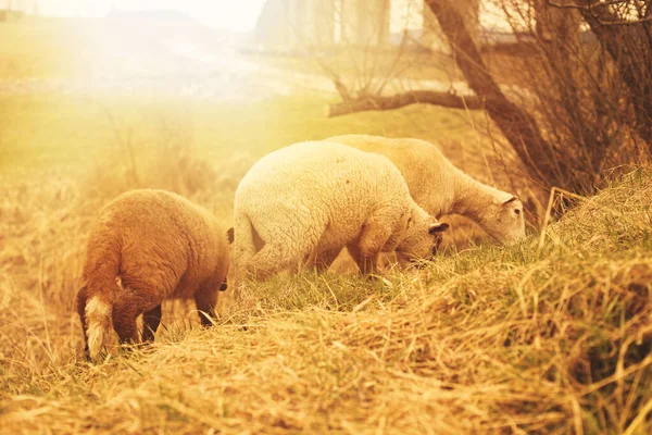Овцы Пасутся Зеленом Поле Весенний Сезон Высокое Качество Фото — стоковое фото