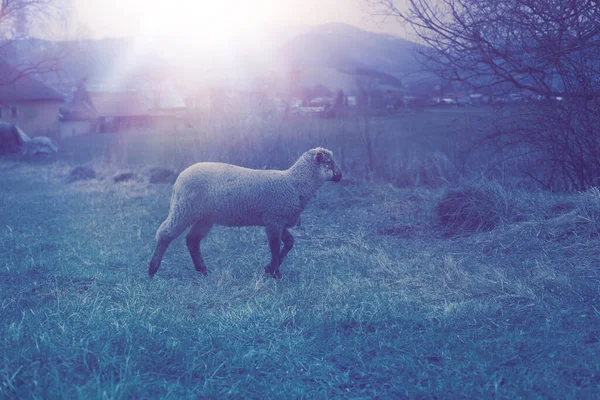 春天的时候 绵羊在绿地上吃草 高质量的照片 — 图库照片