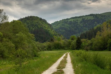 Güzel doğal toprak sapında bir yol. Yüksek kalite fotoğraf