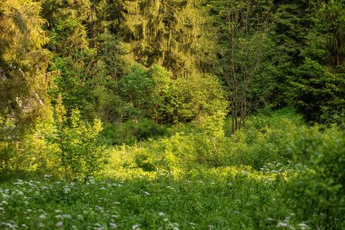 Bahar mevsiminde çayır ve yeşil orman. Yüksek kalite fotoğraf
