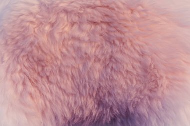 Koyun derisi yapıları. Koyun kürküne yakın. Yüksek kalite fotoğraf