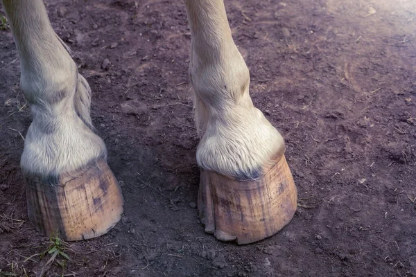 汚れた地面に馬の蹄の詳細 高品質の写真 — ストック写真