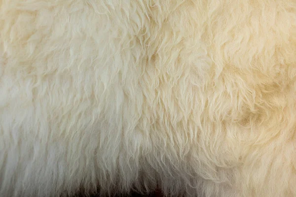 Sheep skin structure.Close up of sheep fur. High quality photo