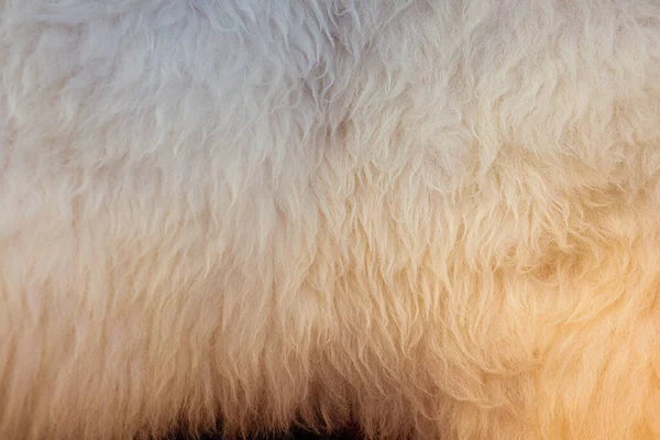 Structure Peau Mouton Gros Plan Sur Fourrure Mouton Photo Haute — Photo